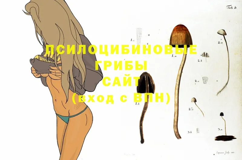 Псилоцибиновые грибы Psilocybine cubensis  Будённовск 